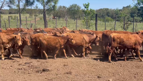 Lote 120 Terneros/as en Profundidad, Mendoza