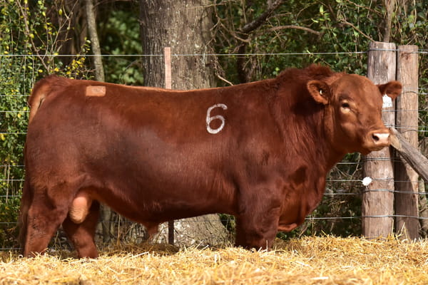 40138 — TOROS ANGUS PC