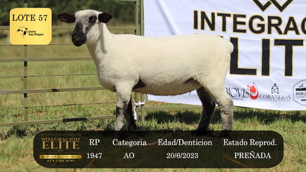 Lote LOTE 57