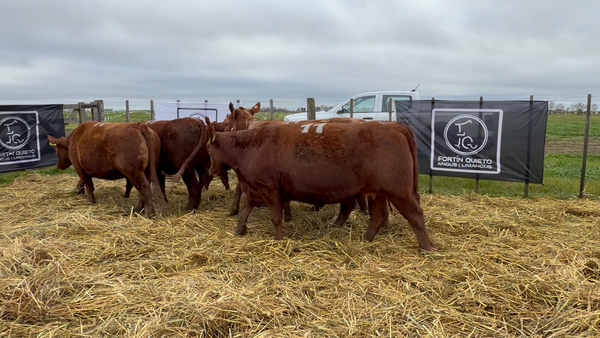 Lote 5 Vaquillonas PC preñadas