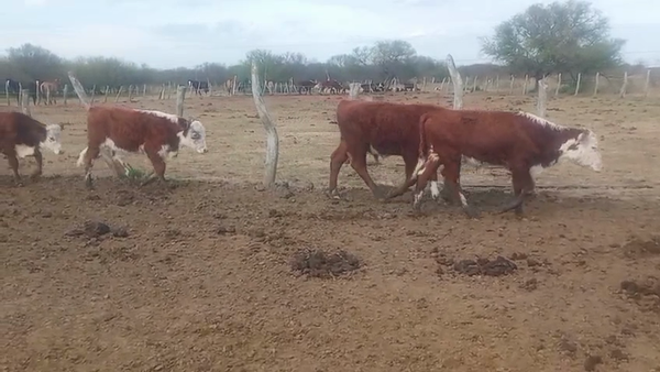 Lote 22 Terneros