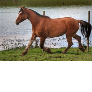 Lote FIERRO DEL CONVENTOS