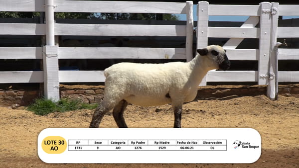 Lote Lote 30 - AO