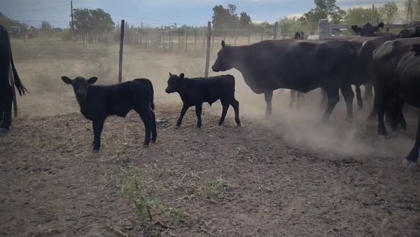 Lote 13 Vacas PARIDAS medio uso en Brandsen, Buenos Aires