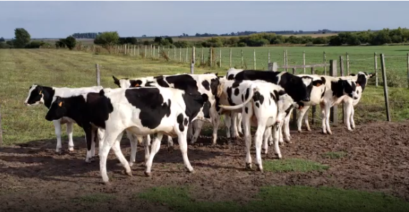 Lote 11 Terneros en San José