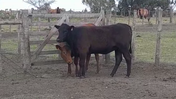 Lote (Vendido)2 Vaquillonas/Vacas Gordas 390kg -  en JUAN GONZALEZ