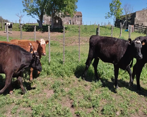 Lote (Vendido)8 Vaquillonas 1 a 2 años 3 RA XHE,  3 AA X HE,  1 AA X NO,  1 RAX LI 280kg - , Colonia