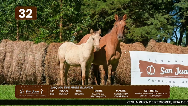 Lote LOTE 32