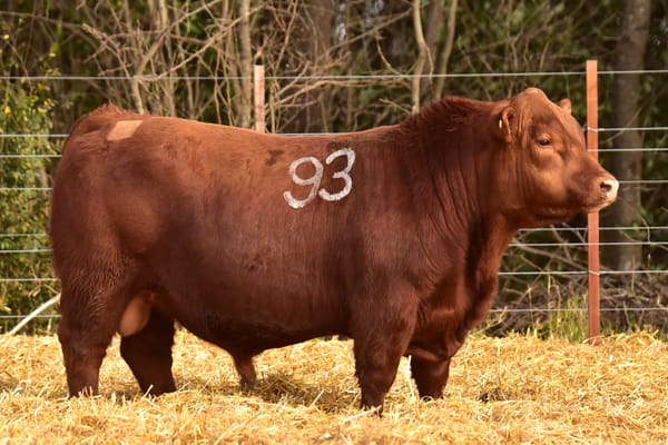 40506 — TOROS ANGUS PC