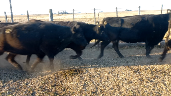 Lote 18 Vacas nuevas C/ gtia de preñez en Pehuajó, Buenos Aires