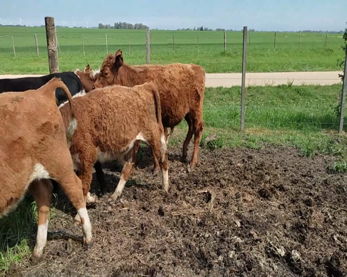Lote (Vendido)7 Terneros 4 HE,  2 RA,  1 AA X HO 165kg - , Colonia