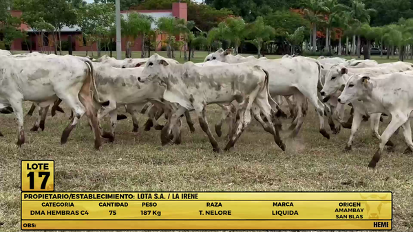 Lote LOTE 17