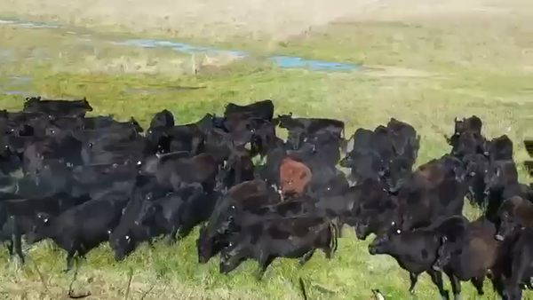 Lote 252 Vacas nuevas C/ gtia de preñez