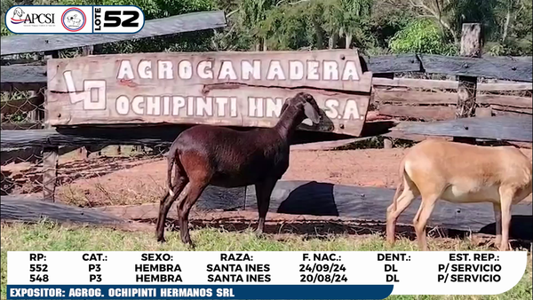 Lote LOTE 52