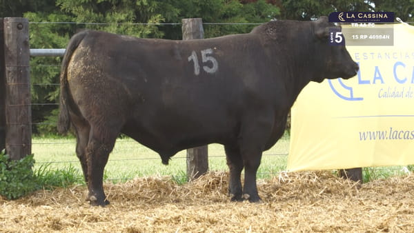 15 -  40984N — TOROS ANGUS PURO CONTROLADO