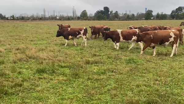 Lote 19 Novillo Gordo en Purranque, X Región Los Lagos