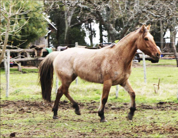 Lote Santa Gloria Topadora