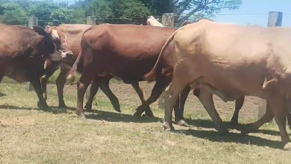 Lote 11 Vacas CUT preñadas