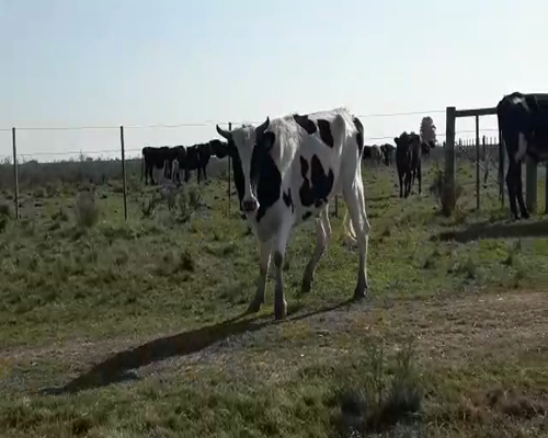 Lote 2 Novillos HOLANDO 450kg - , San José