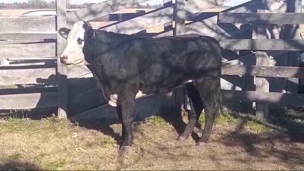 Lote (Vendido)Novillos 1 a 2 años 470kg -  en NUEVA PALMIRA