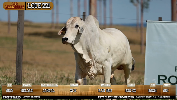 Lote LOTE 221 - VIVO