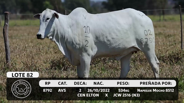 Lote LOTE 82