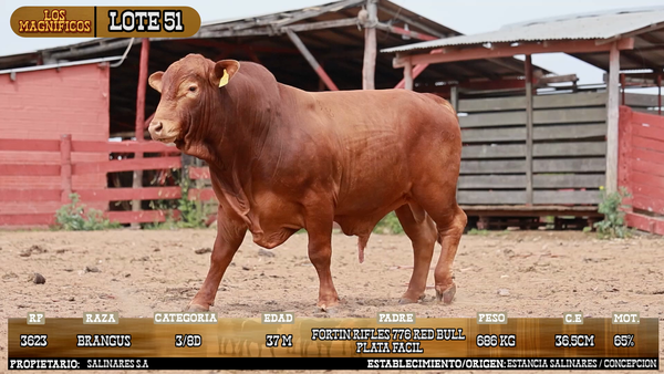 Lote LOTE 51 - PANTALLA