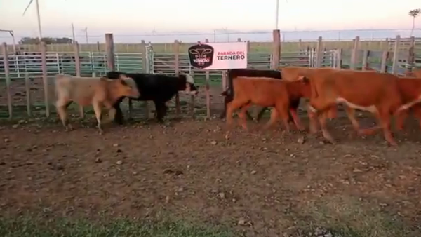 Lote 162 Terneras Cruza Carnicera 74kg -  en Parada fariña