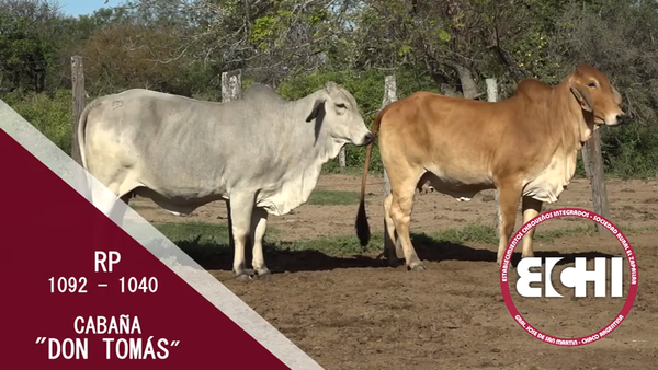 Lote VAQUILLAS PREÑADAS BRAHMAN CABAÑA DON TOMAS