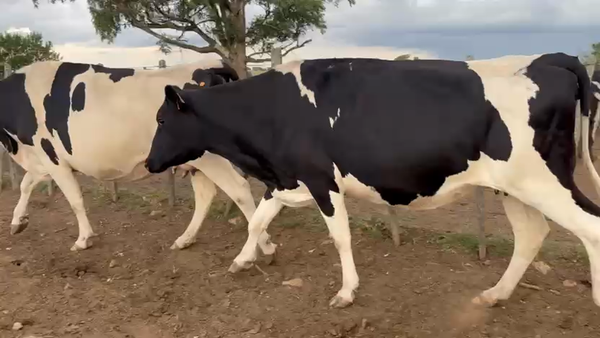 Lote 4 Vaquillonas , San José