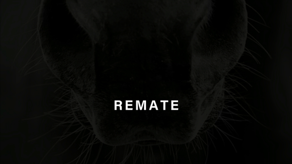 Lote TIO KELLY (MANIPULATOR -  KITTY FOR SALE)