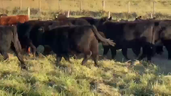 Lote 110 Terneras en Dolores, Buenos Aires