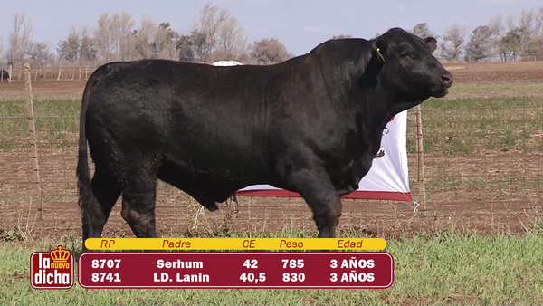 Lote TOROS BRANGUS CABAÑA LA NUEVA DICHA