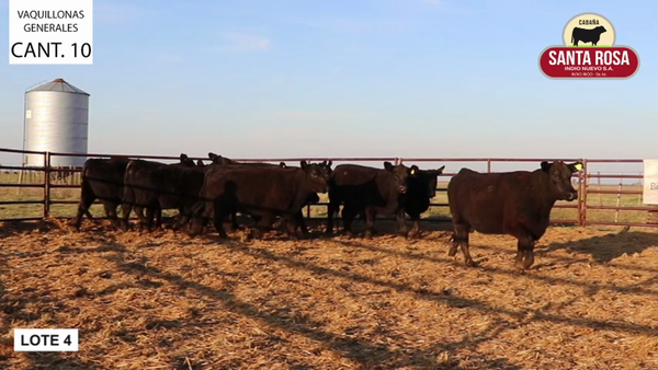 Lote VAQUILLONAS PREÑADAS SANTA ROSA
