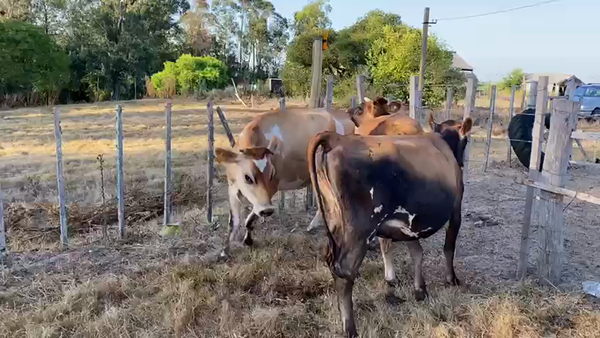 Lote 3 Vaquillonas Jersey