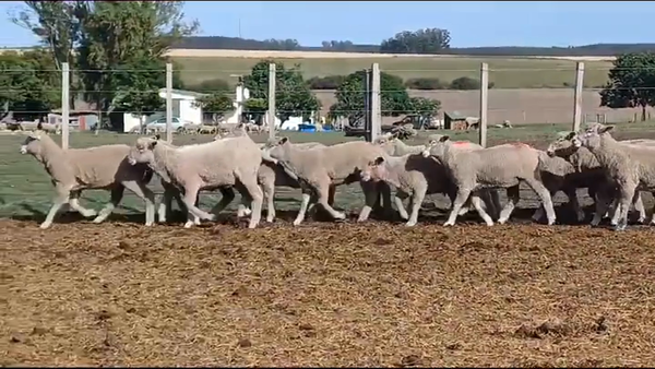 Lote (Vendido)15 Corderos CORRIEDALE 30kg -  en COQUIMBO