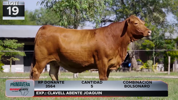 Lote LOTE 19