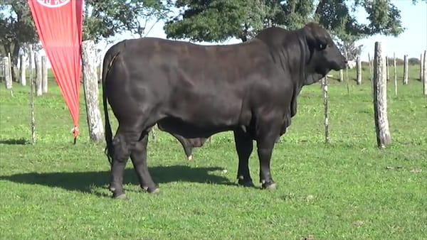 Lote TORO BRANGUS