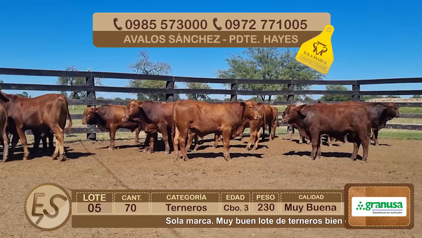 Lote Lote 5