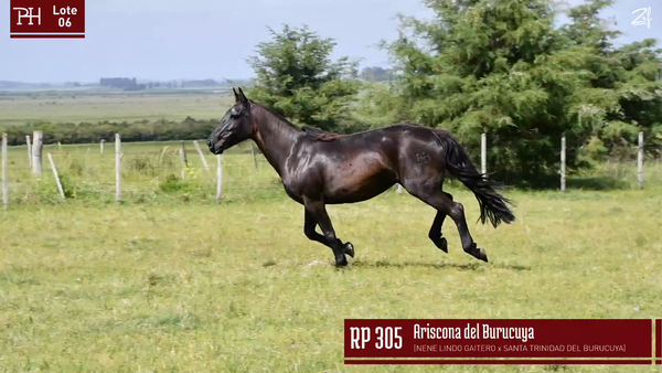Lote ARISCONA DEL BURUCUYA