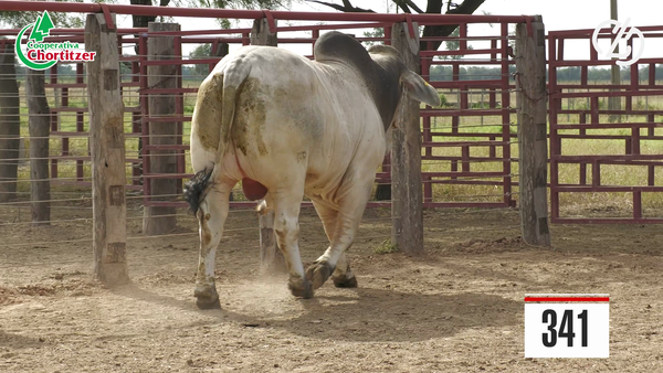 Lote Brahman