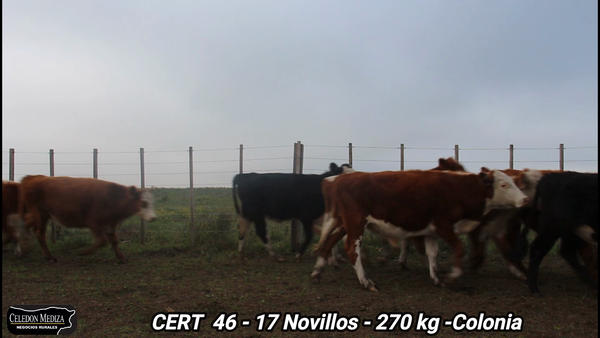 Lote 17 Novillos 1 a 2 años en Colonia