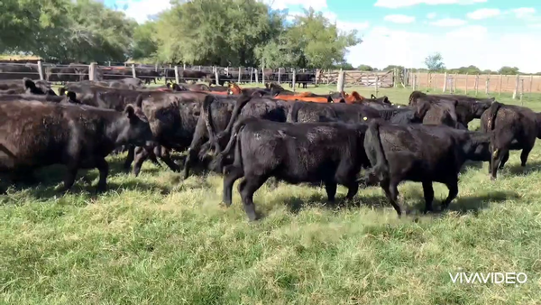Lote 77 Terneras en Dolores, Buenos Aires