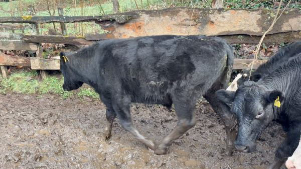 Lote 20 Novillo Engorda en Paillaco, XIV Región Los Ríos