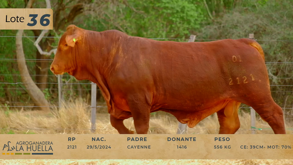 Lote LOTE 36