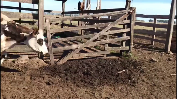 Lote VIENTRES ENTORADAS