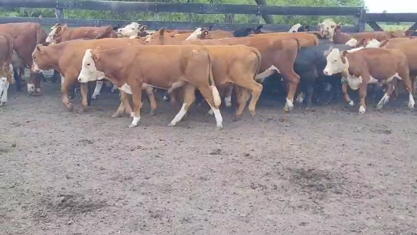 Lote 40 Novillitos en Villaguay, Entre Ríos