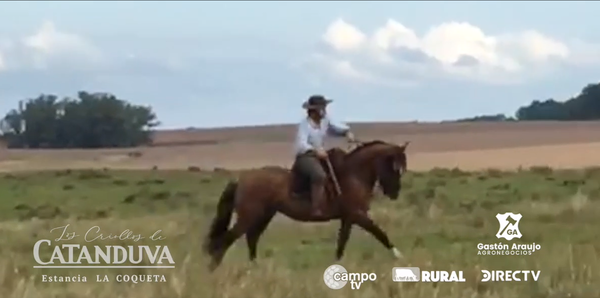 Lote CATANDUVA GUALICHO 3