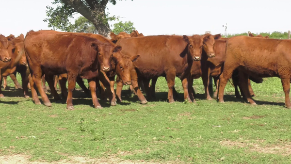 Lote 20Vaquillonas P/ entorar en Lobos, Buenos Aires