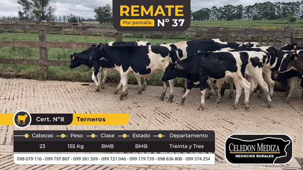 Lote 23 Terneros en Treinta y Tres
